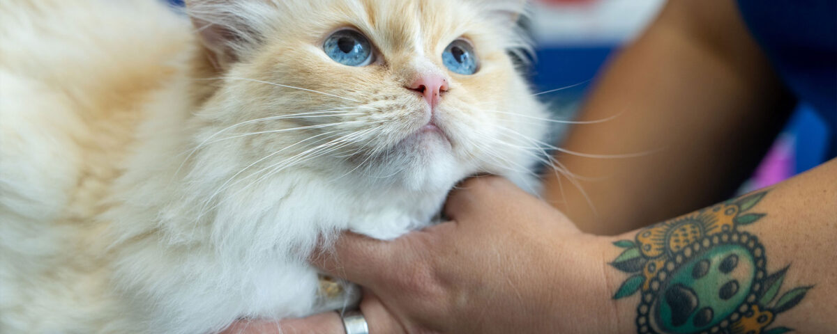 a longhair pretty kitty with blue eyes looking up at a veterinarian at Firehouse Animal Health Center