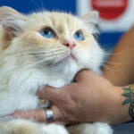 a longhair pretty kitty with blue eyes looking up at a veterinarian at Firehouse Animal Health Center