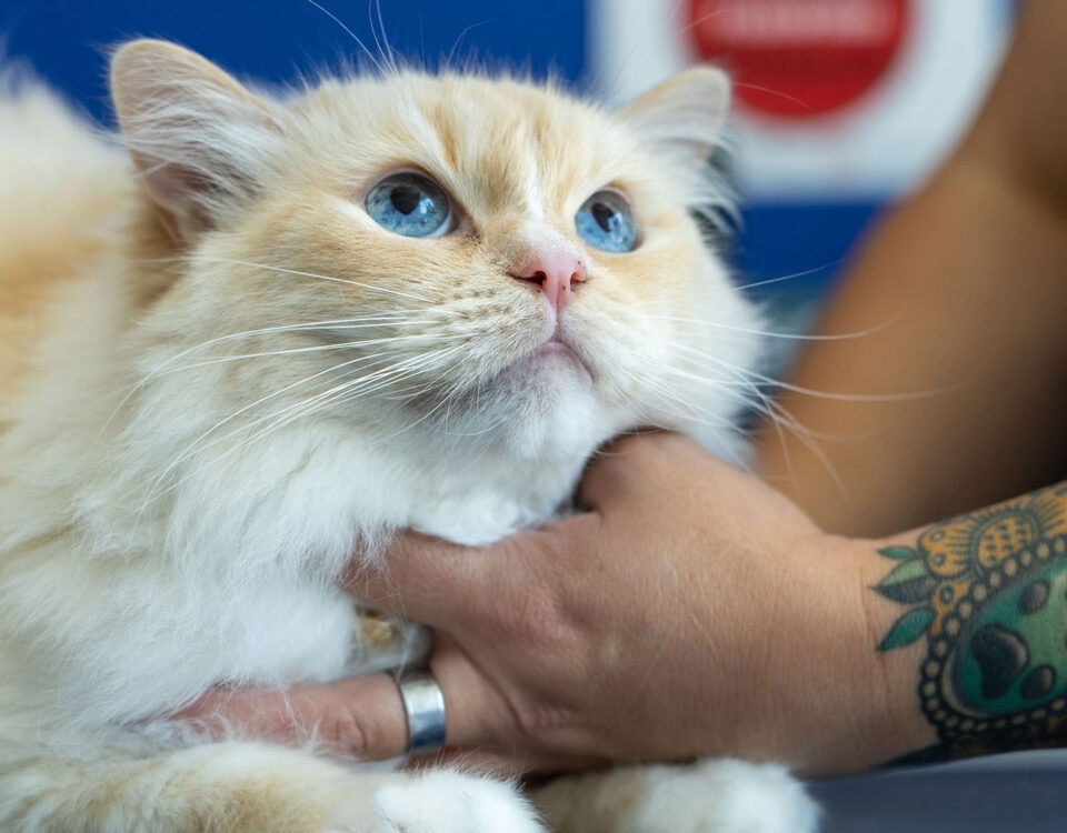 a longhair pretty kitty with blue eyes looking up at a veterinarian at Firehouse Animal Health Center